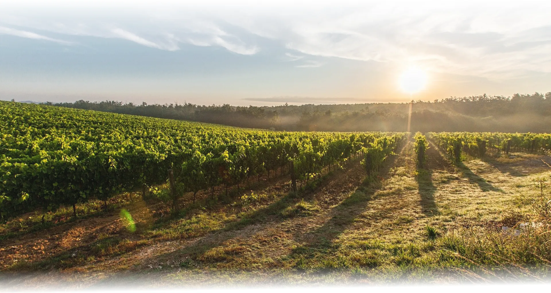 Rows of green crops at sunrise